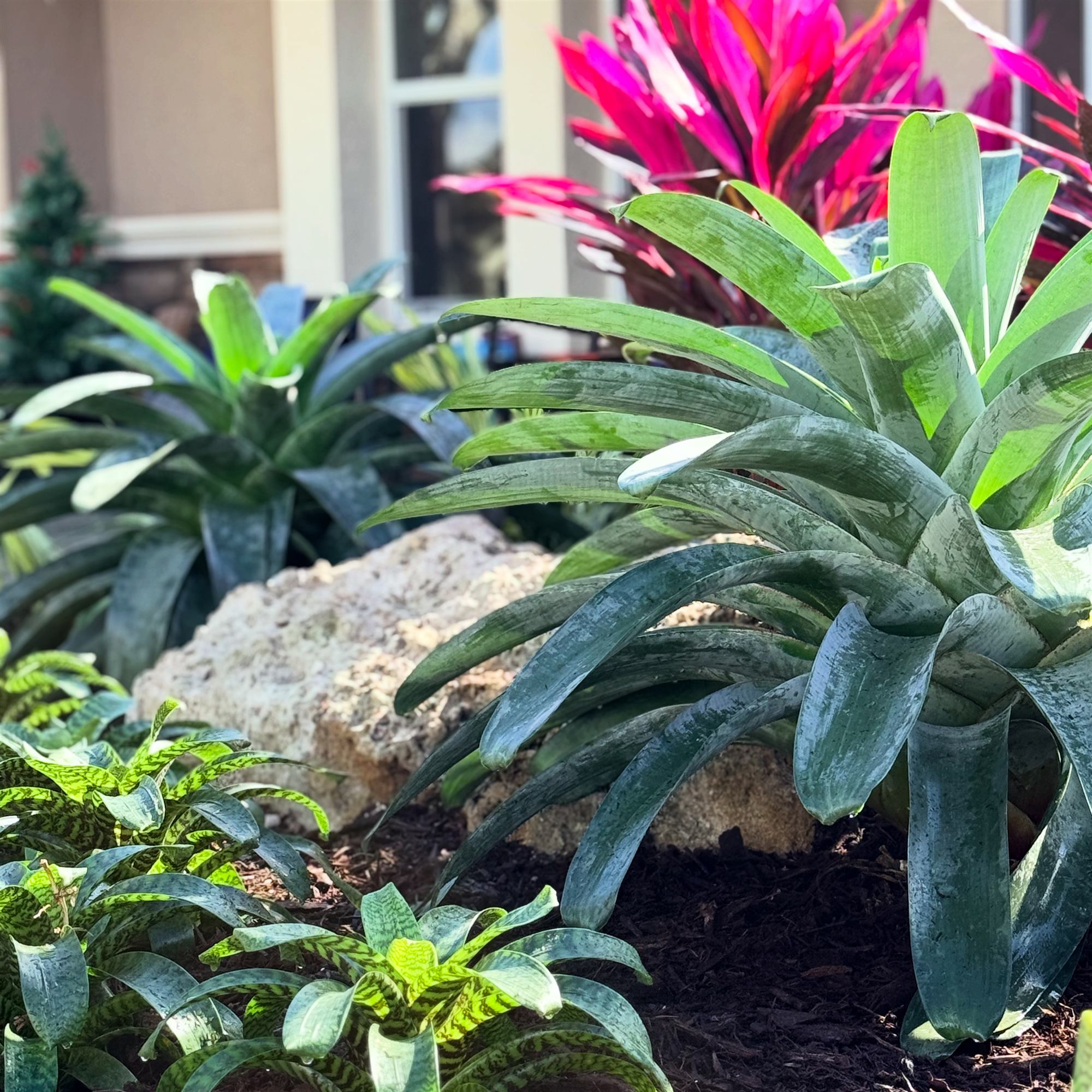 Tropical Planting Details