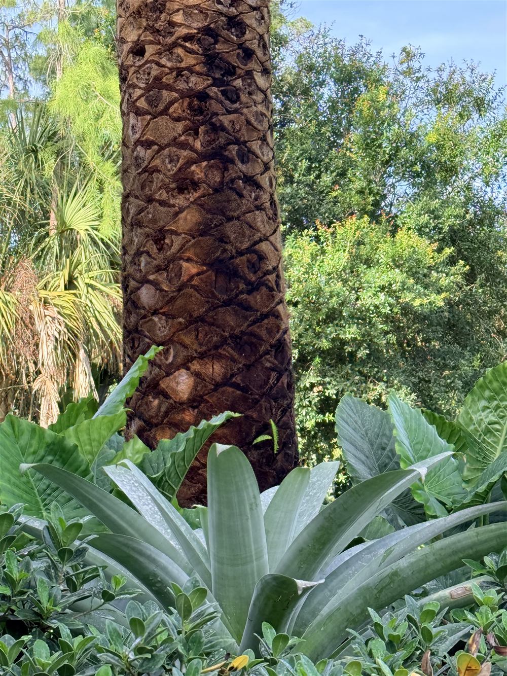 Tropical Planting Details, photo 3