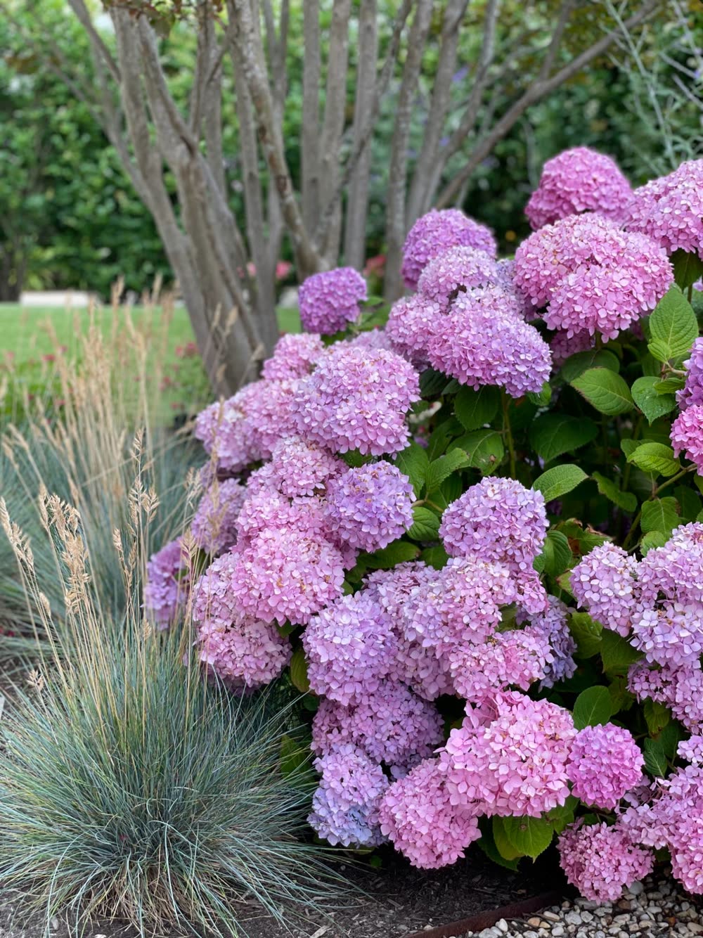 Pink hydrangeas and blue fescue grass in a garden bed